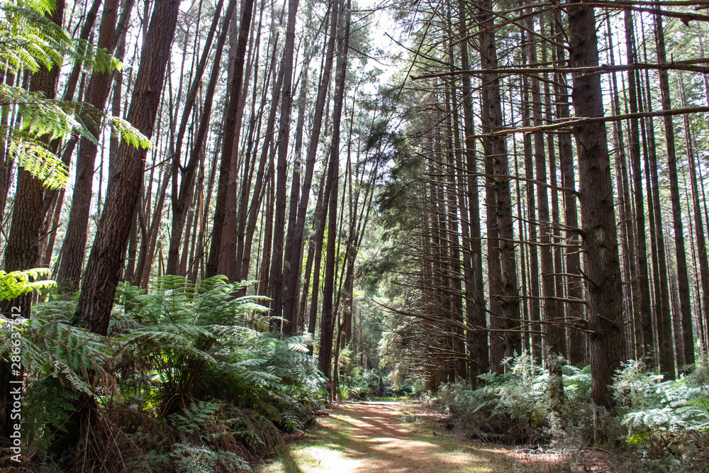 Obraz premium trees in the forest