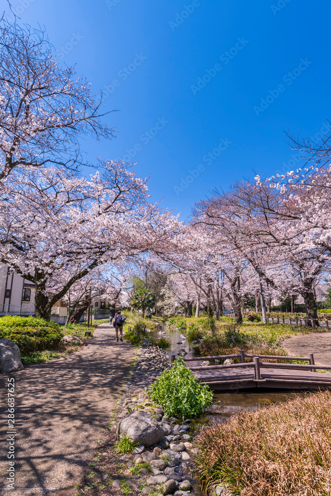 桜咲く根川緑道の風景 桜咲く根川緑道の風景