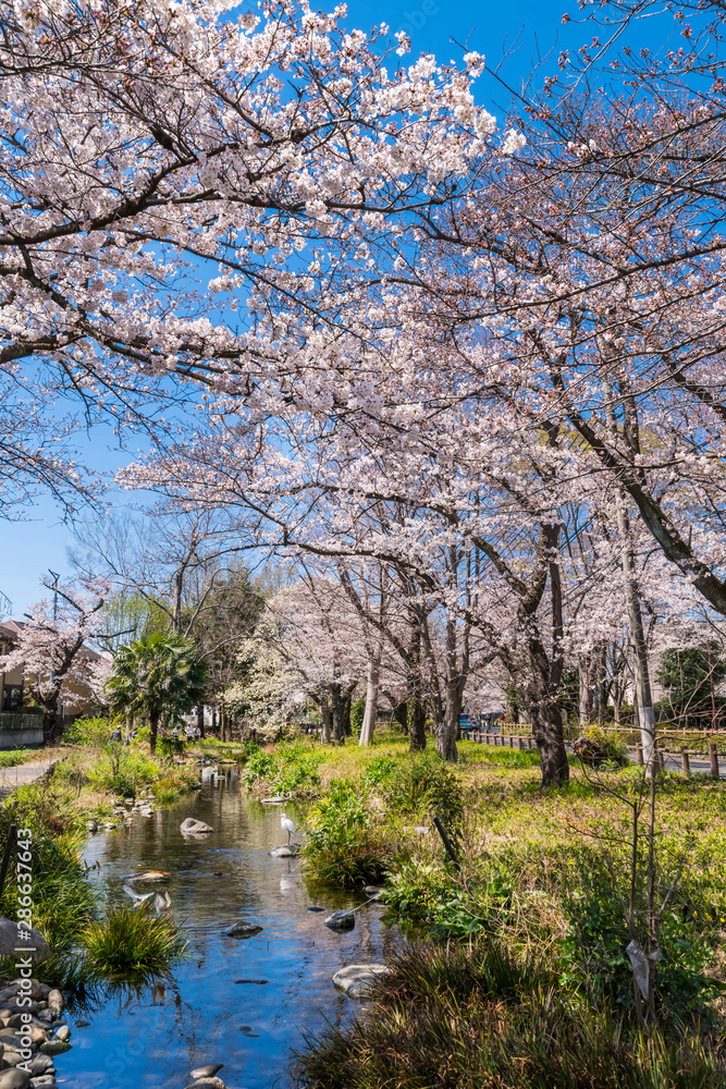 桜咲く根川緑道の風景 桜咲く根川緑道の風景