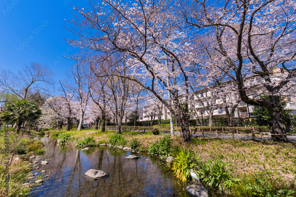 桜咲く根川緑道の風景