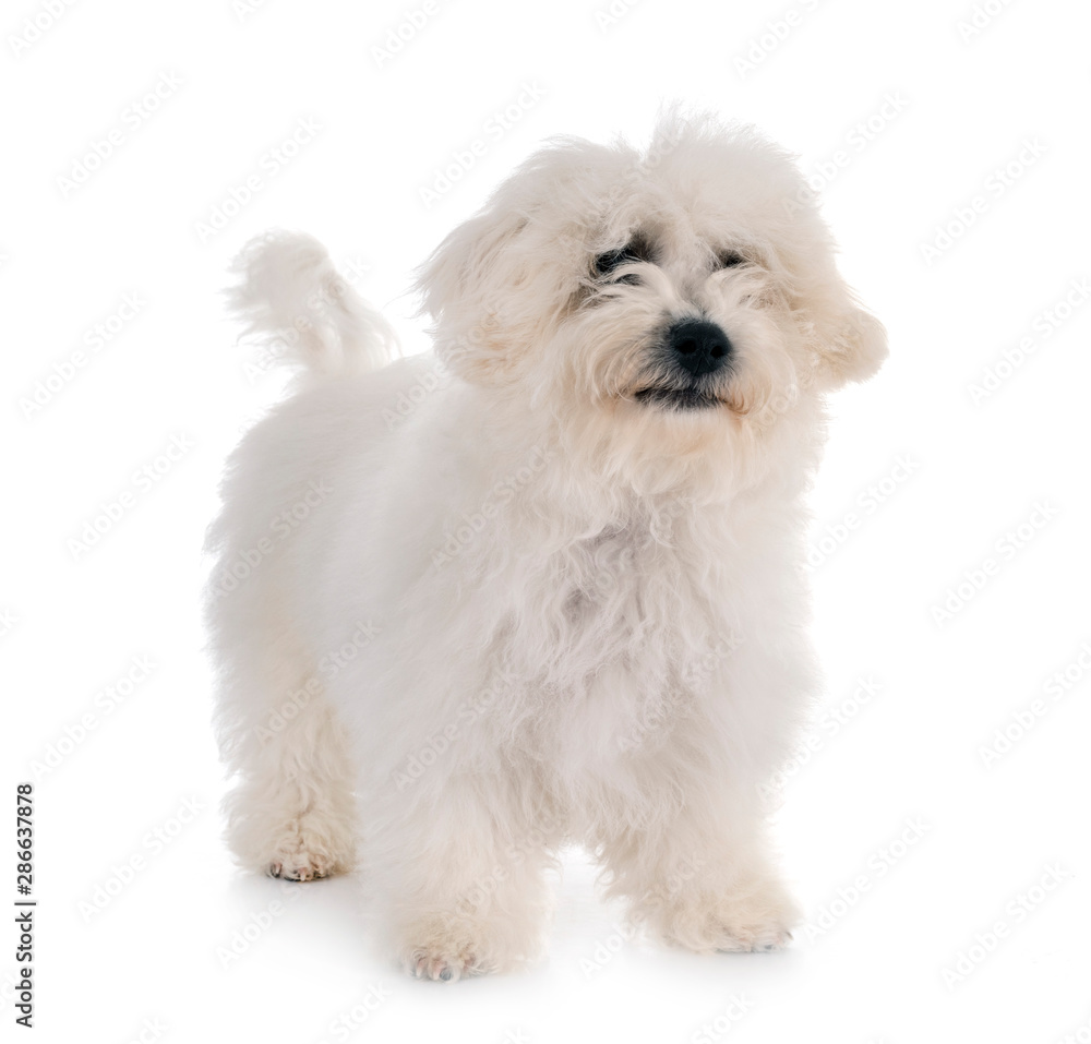 Bichon Frise in studio Bichon Frise in studio