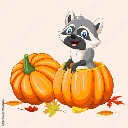 Cartoon happy raccoon in pumpkin basket