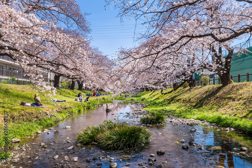 桜咲く根川緑道 青空と川のせせらぎ