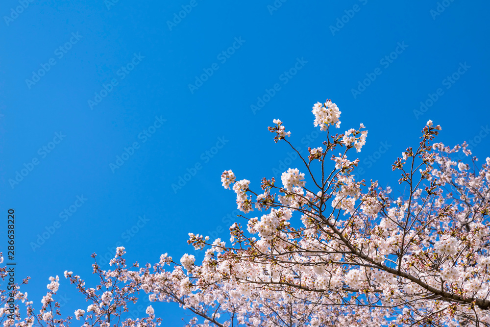 青空と根川緑道の満開の桜 青空と根川緑道の満開の桜