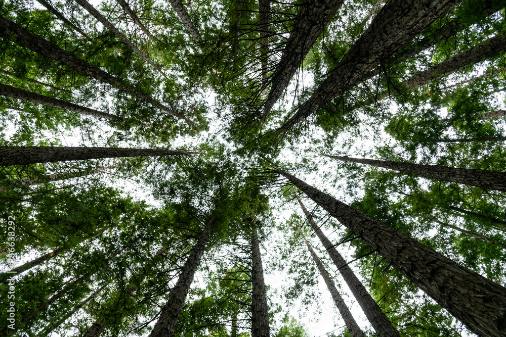 Obraz premium tree in the forest