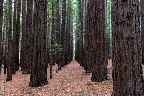 Fototapeta Naklejka Na Ścianę i Meble -  redwood tree in forest