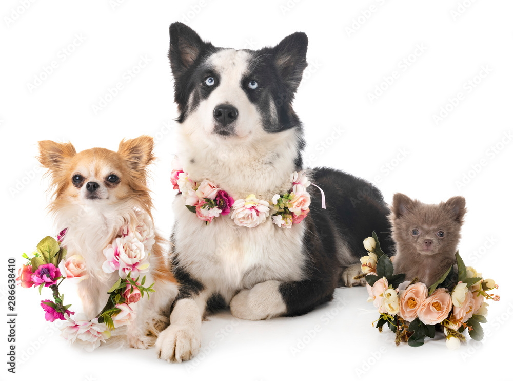 Obraz premium Yakutian Laika and chihuahua