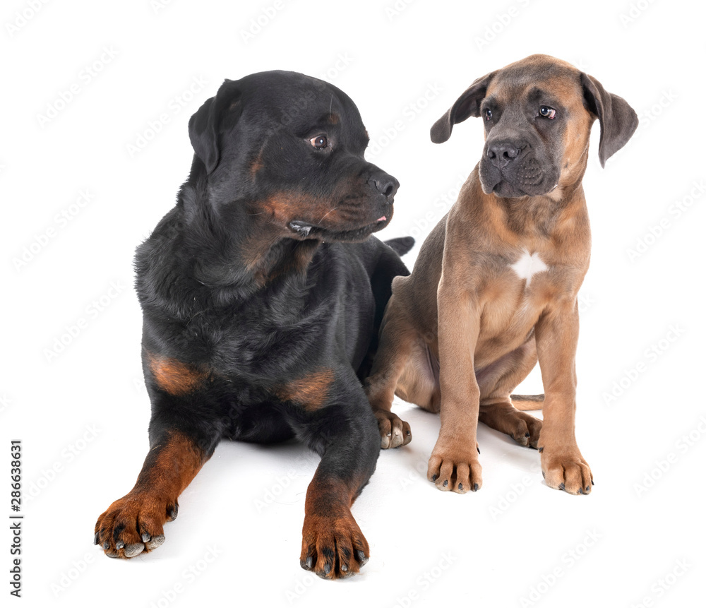 rottweiler and cane corso Stock Photo | Adobe Stock