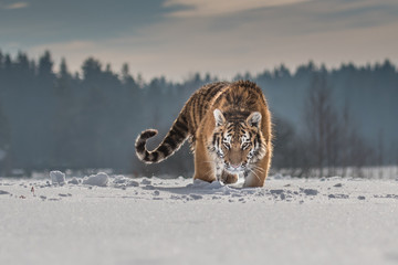 Siberian Tiger running in snow. Beautiful, dynamic and powerful photo of this majestic animal. Set in environment typical for this amazing animal. Birches and meadows