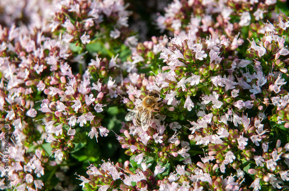 honey bee collecting nectar on flowering thyme honey bee collecting nectar on flowering thyme