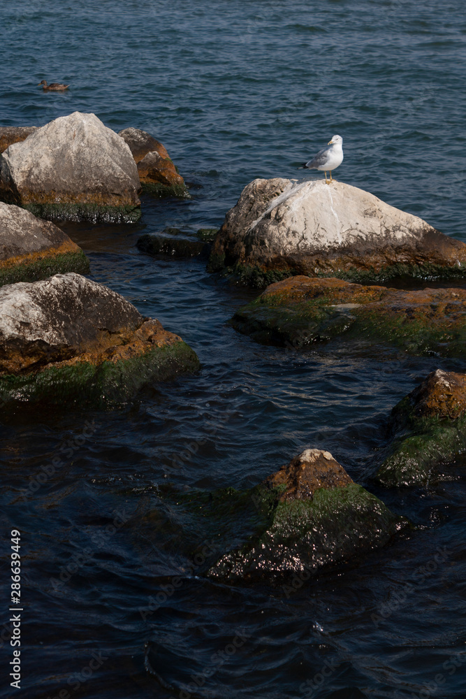 Seagull on rocks Seagull on rocks