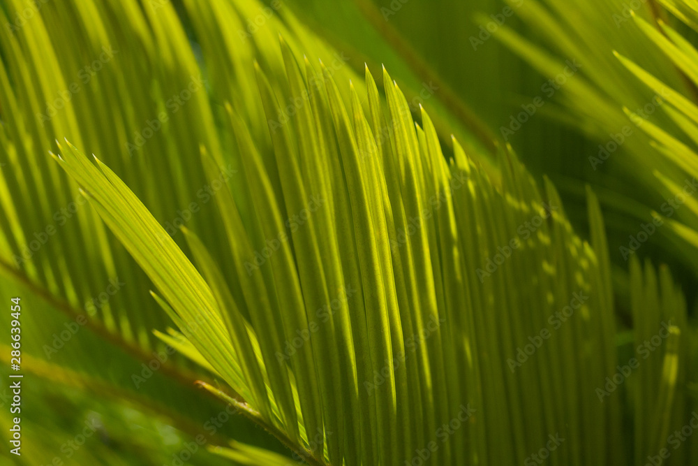 green leaves 3 green leaves 3