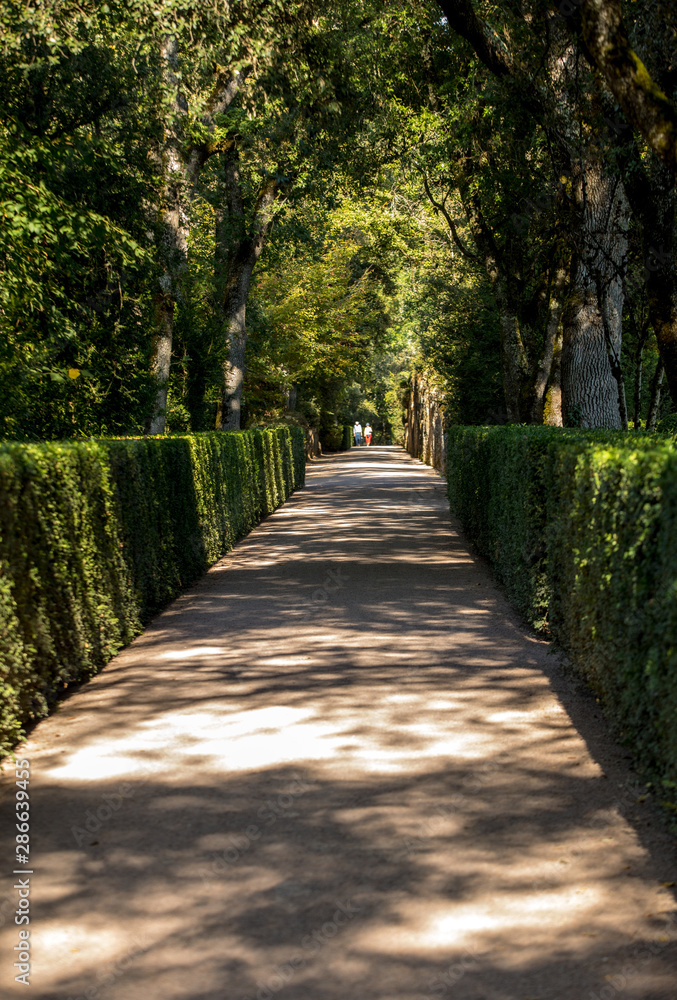  Long pathway in the gardens of the Jardins de Marqueyssac in the Dordogne region of France