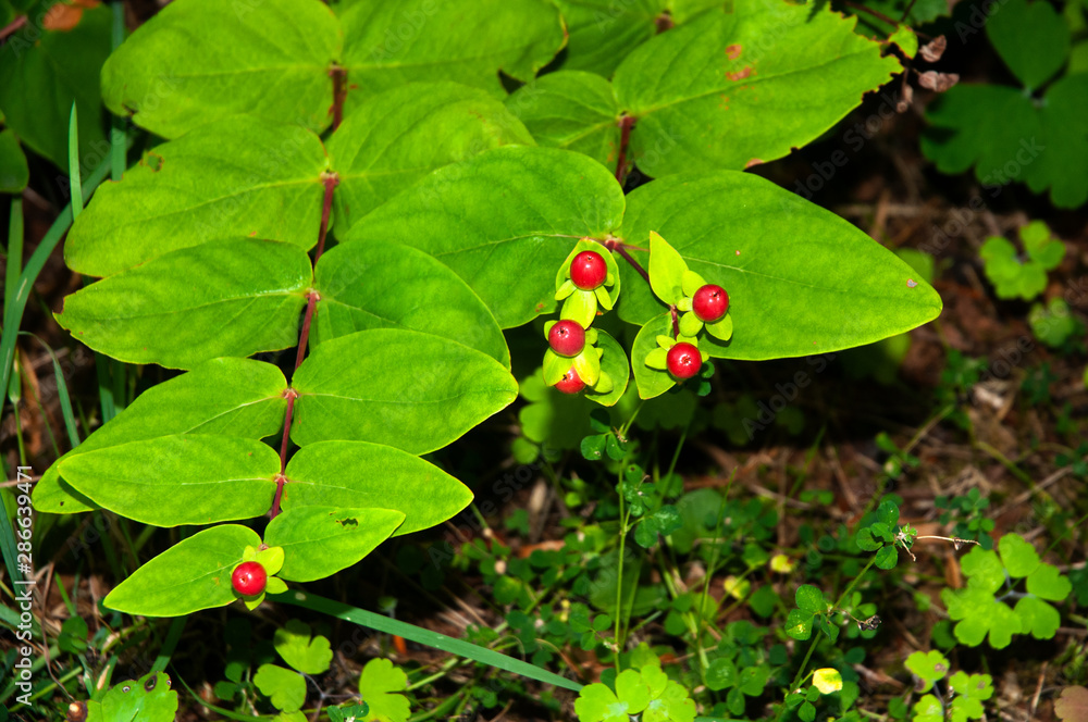 twig of a tutsan with ripening red berries twig of a tutsan with ripening red berries