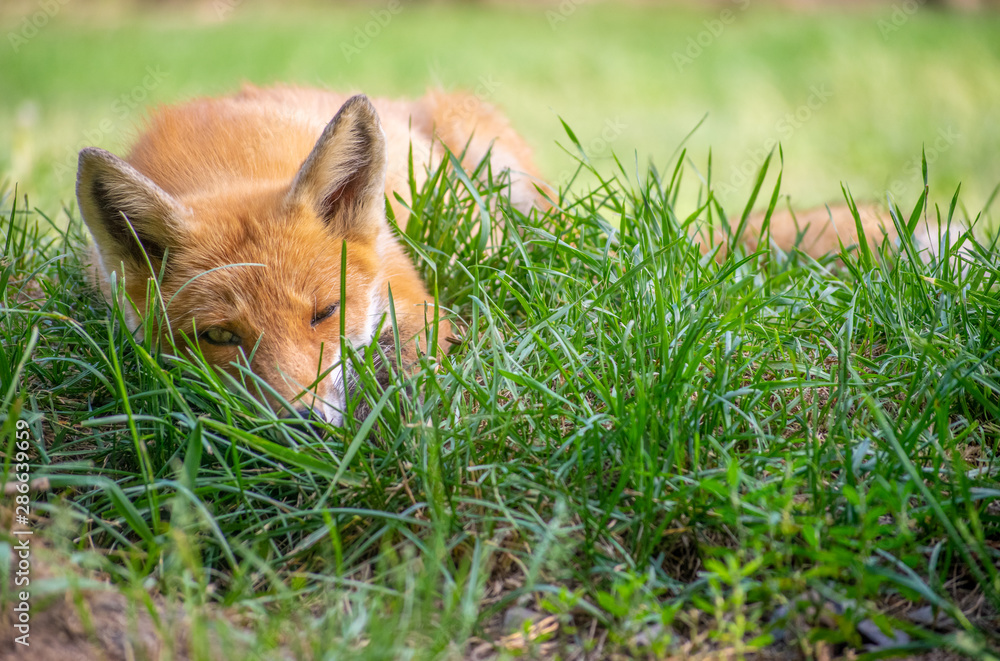 Very cute sleeping red fox sleeping in the grass