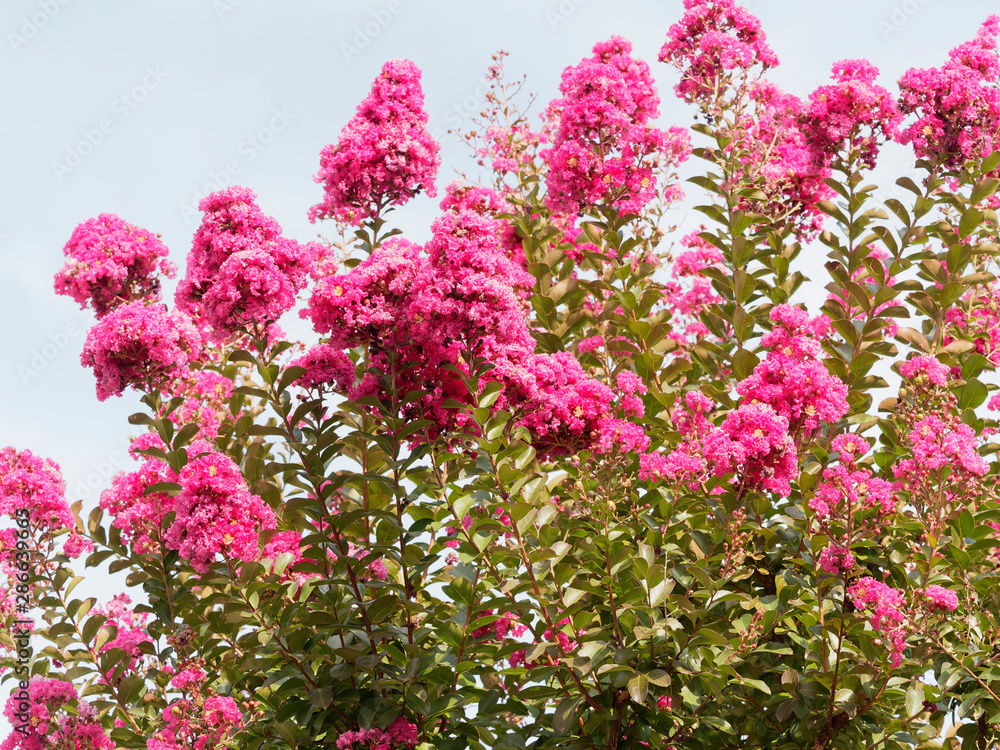 Lagerstroemia indica rose fuchsia - Lilas d'été rose fuchsia. Superbe arbuste ornemental aux panicules florales de coloris varié, rose clair, pourpre ou carmin, feuillage vert foncé. Lagerstroemia indica rose fuchsia - Lilas d'été rose fuchsia. Superbe arbuste ornemental aux panicules florales de coloris varié, rose clair, pourpre ou carmin, feuillage vert foncé.