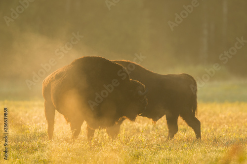 European bison - Bison bonasus in the Knyszyn Forest  Poland 