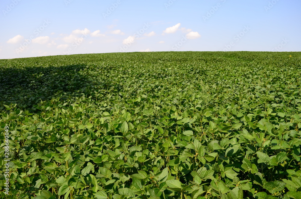 green soybeans field at summer day