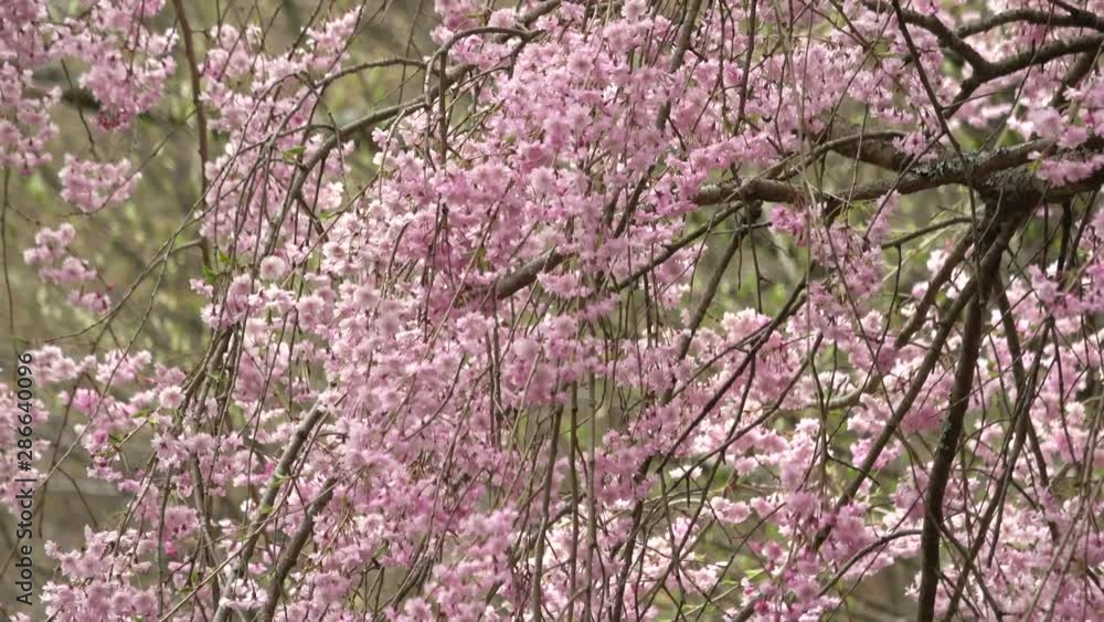 しだれ桜 4K / Weeping cherry blossoms, Shidare sakura しだれ桜 4K / Weeping cherry blossoms, Shidare sakura