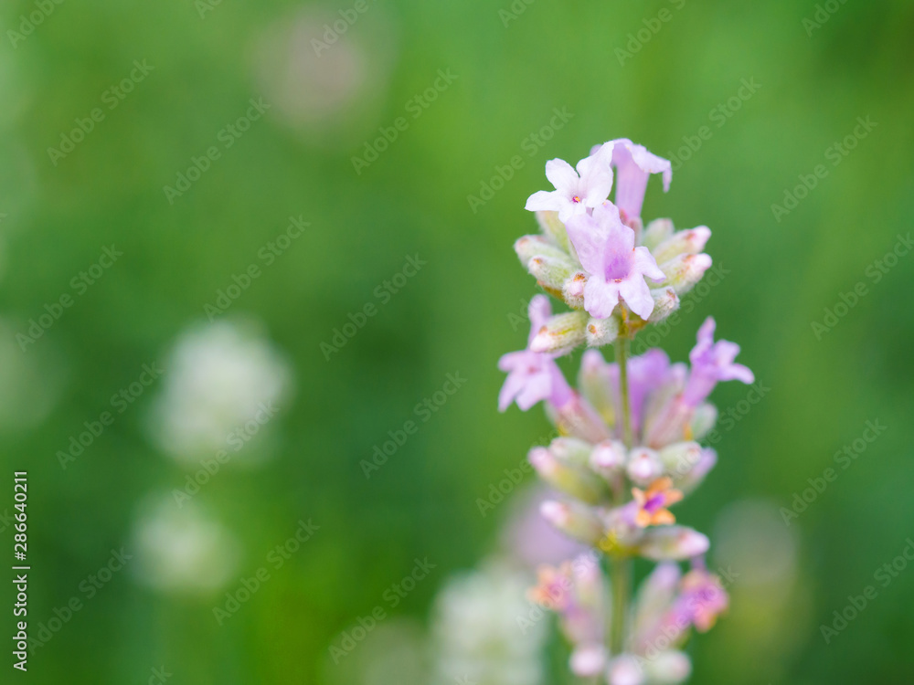 Beautiful white Lavender blooming in green meadow Beautiful white Lavender blooming in green meadow