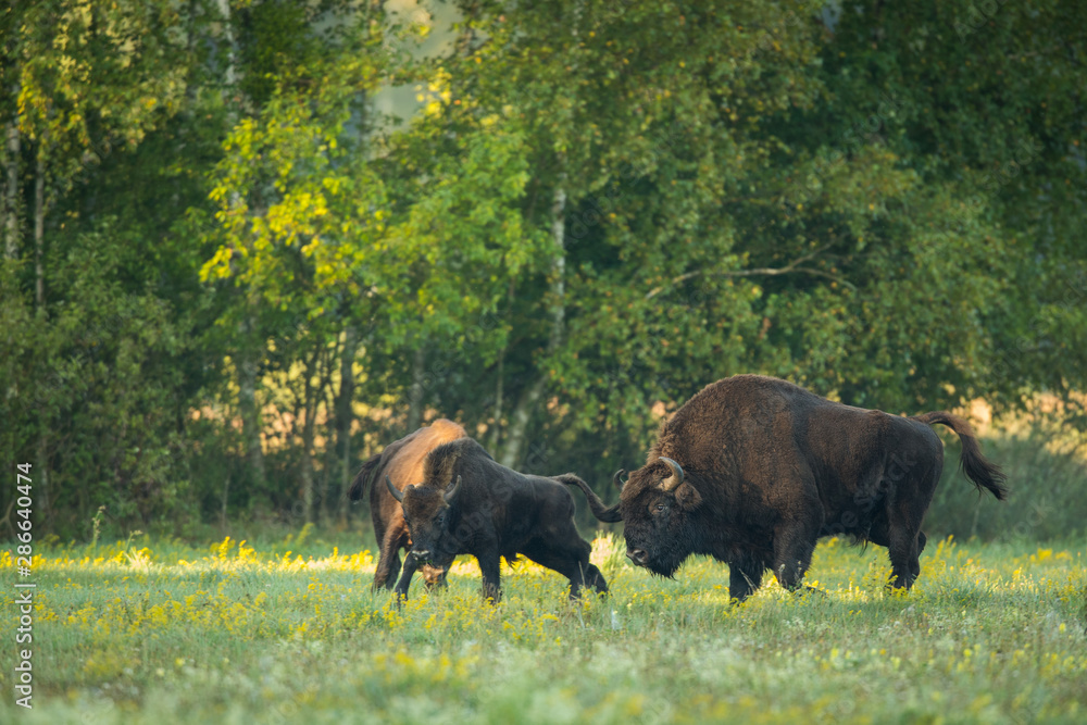 European bison - Bison bonasus in the Knyszyn Forest (Poland) European bison - Bison bonasus in the Knyszyn Forest (Poland)