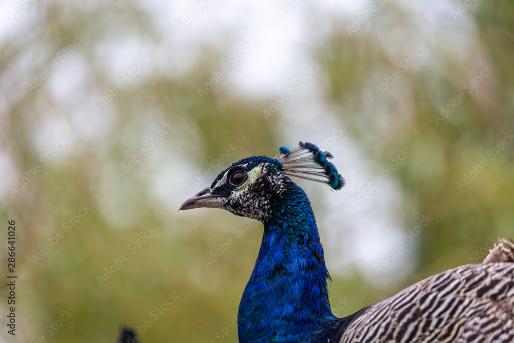 Peacock in yard