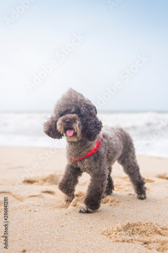 Poodle playing on the beach © chendongshan