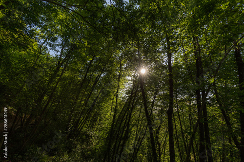 Sun filtering through leaves in a forest