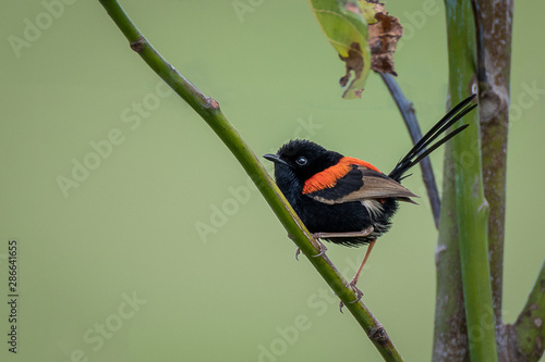 Red-backed Fairywren Male