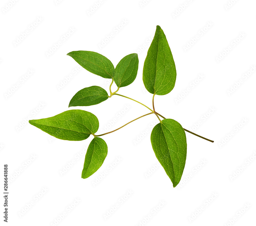 Fototapeta premium Green clematis leaves
