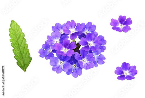 Set of purple verbena flowers and leaves