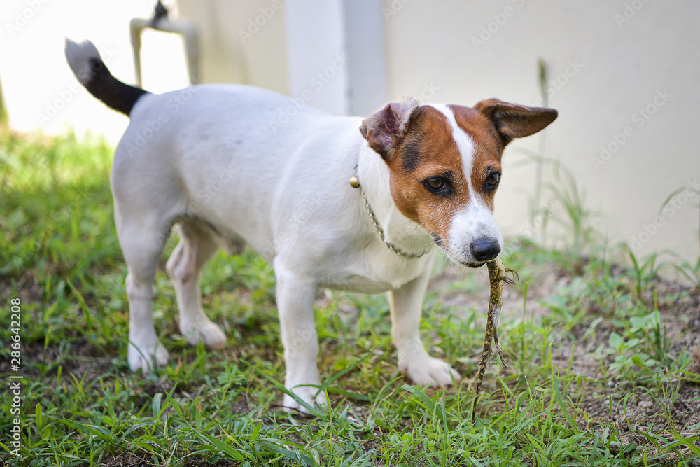 Jack Russell dog hunting prey , catch skink.