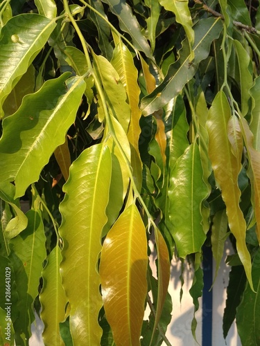 Fresh green and golden leaves of Ashoka tree in garden
