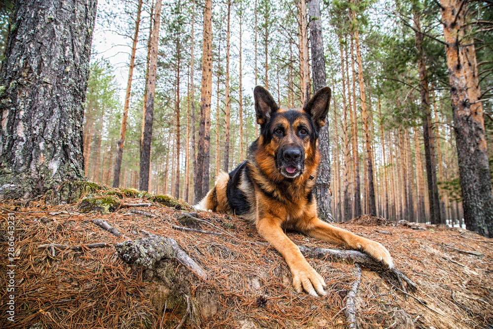 Dog German Shepherd in the forest in an early spring Dog German Shepherd in the forest in an early spring
