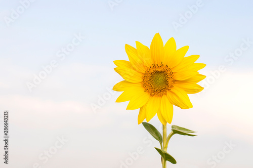 sunflower flower against blue sky