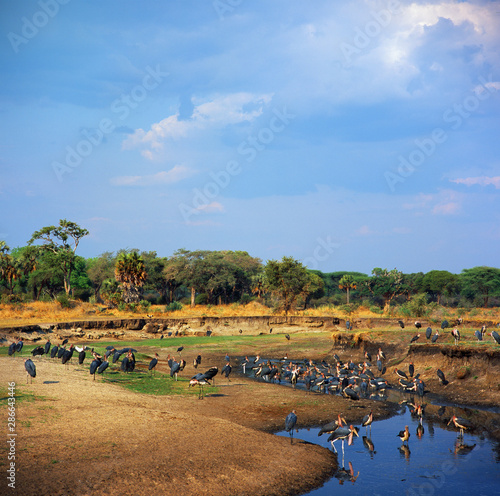 Fotografie group of marabou in savannah