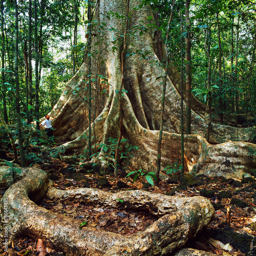a jungle landscape in gabon photo