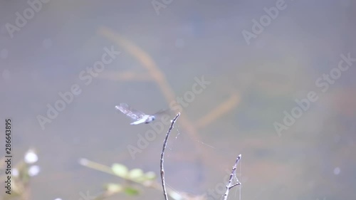 Dragonfly close-up on small branch near water. 10 sec/60 fps. Original speed. Clip 13 photo