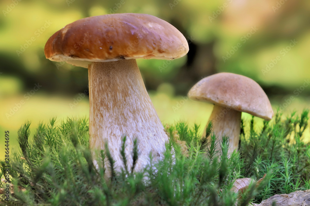 close on mushrooms growing in moss in forest close on mushrooms growing in moss in forest