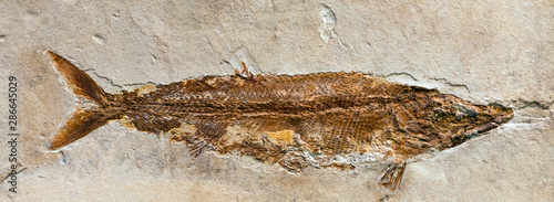 Canvastavla Fossil of Furo microlepidotus, an extinct fish from the Jurassic period