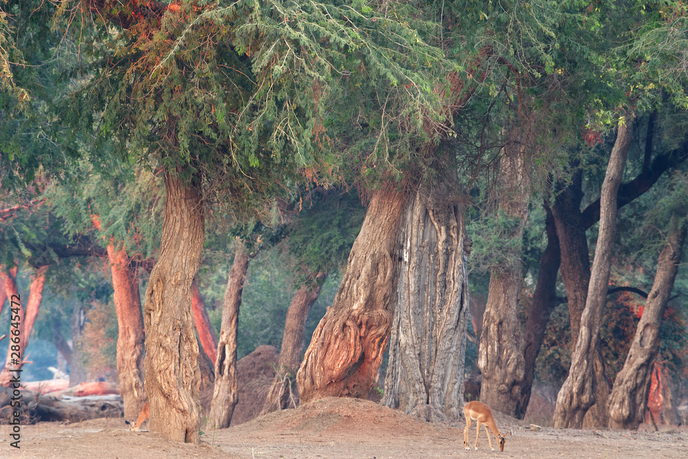 Obraz premium impala in sunrise forest in namibia