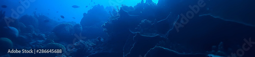 Fotografia under water ocean / landscape underwater world, scene blue idyll nature