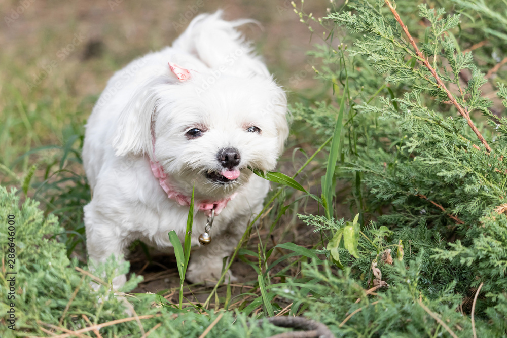 Little funny white dog with a pink collar eating grass on a walk