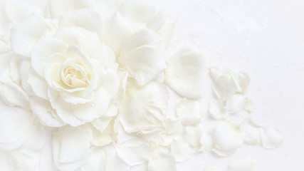 Beautiful white rose and petals on white background. Ideal for greeting cards for wedding, birthday, Valentine's Day, Mother's Day