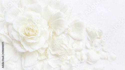 Beautiful white rose and petals on white background. Ideal for greeting cards...