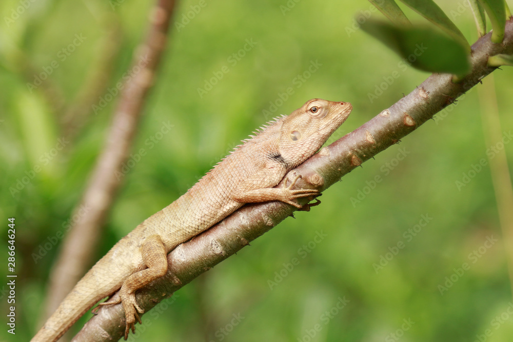 Small lizard on tree in nature 