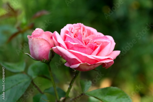 Closeup of beautiful pink rose photographed in organic garden with blurred leaves.Nature and roses concept.