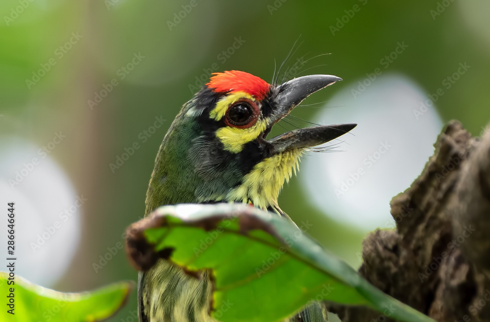 Fototapeta premium Close up Coppersmith Barbet Bird Perched on Branch Isolated on Background