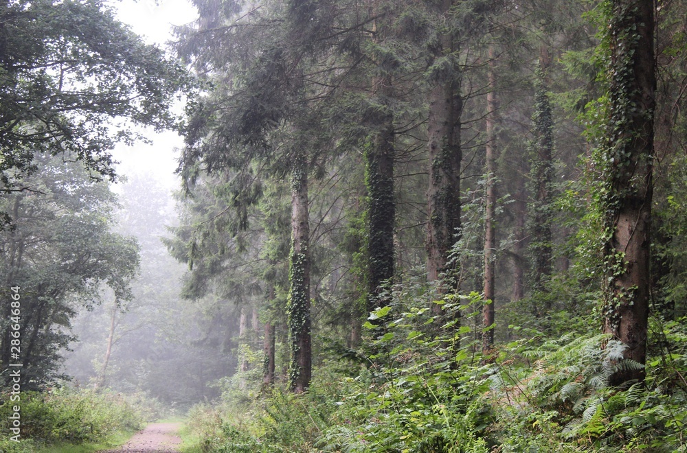 Obraz premium Misty Forest 