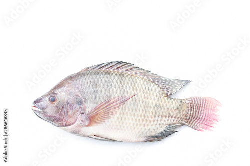 raw tilapia fish on white background 